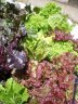 mixed lettuce.jpg - 